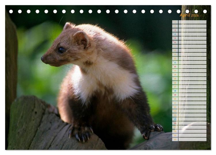 Produktbild: Tiere des Waldes (Tischkalender 2026 DIN A5 quer), CALVENDO Monatskalender