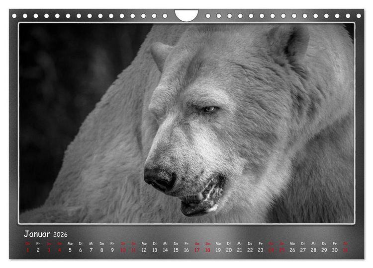Produktbild: Tieren ins Gesicht geschaut (Wandkalender 2026 DIN A4 quer), CALVENDO Monatskalender