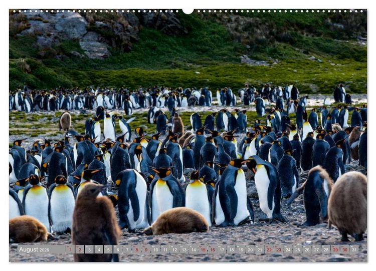 Produktbild: Einfach liebenswert diese Pinguine (hochwertiger Premium Wandkalender 2026 DIN A2 quer), Kunstdruck in Hochglanz