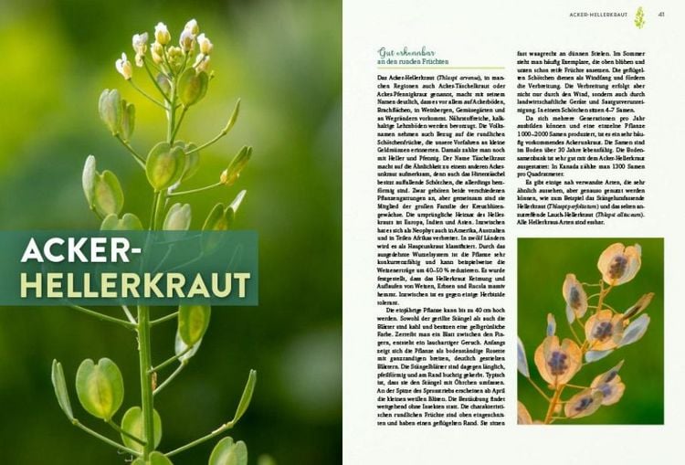 Produktbild: Geheimnisse der Unkr&auml;uter