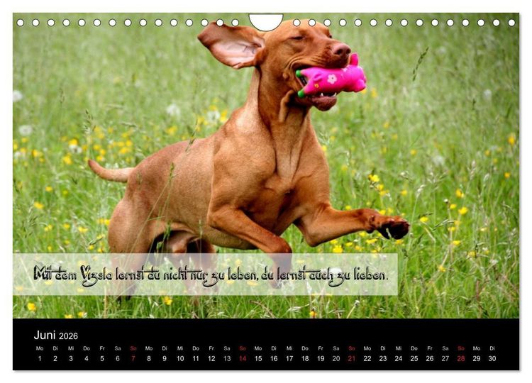 Produktbild: Magyar Vizsla - Zauberhafte Kobolde (Wandkalender 2026 DIN A4 quer), CALVENDO Monatskalender