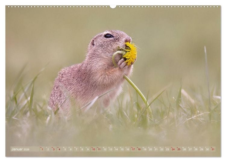 Produktbild: Zauberhafte Ziesel (hochwertiger Premium Wandkalender 2026 DIN A2 quer), Kunstdruck in Hochglanz
