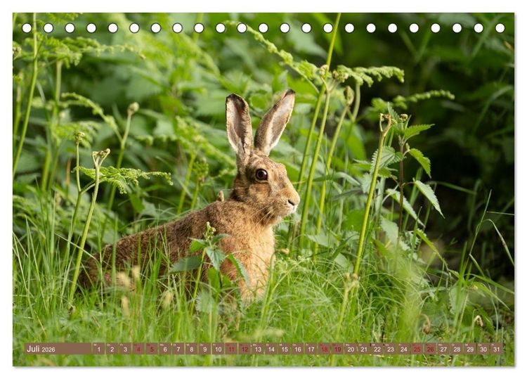 Produktbild: Feldhasen unterwegs in Wald und Flur (Tischkalender 2026 DIN A5 quer), CALVENDO Monatskalender