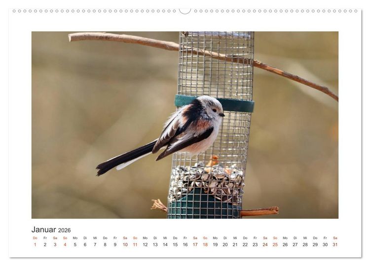 Produktbild: Gefiederte Garteng&auml;ste, Schwanzmeisen (hochwertiger Premium Wandkalender 2026 DIN A2 quer), Kunstdruck in Hochglanz