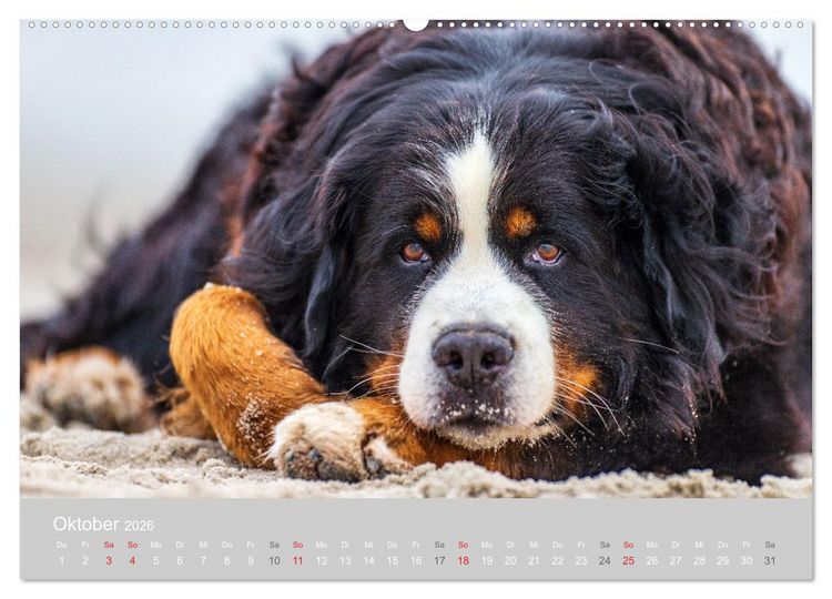Produktbild: Liebling BERNER SENNENHUND (hochwertiger Premium Wandkalender 2026 DIN A2 quer), Kunstdruck in Hochglanz