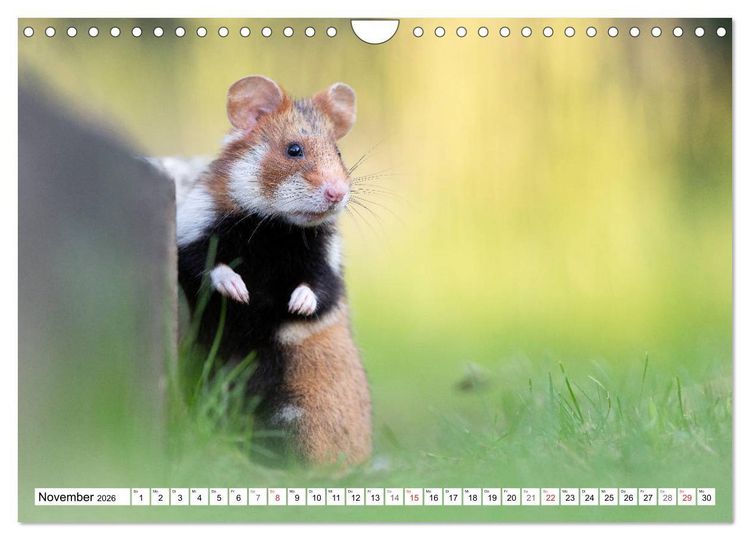 Produktbild: Herzige Feldhamster - farbenfrohe Nagetiere im st&auml;dtischen Lebensraum (Wandkalender 2026 DIN A4 quer), CALVENDO Monatskalender
