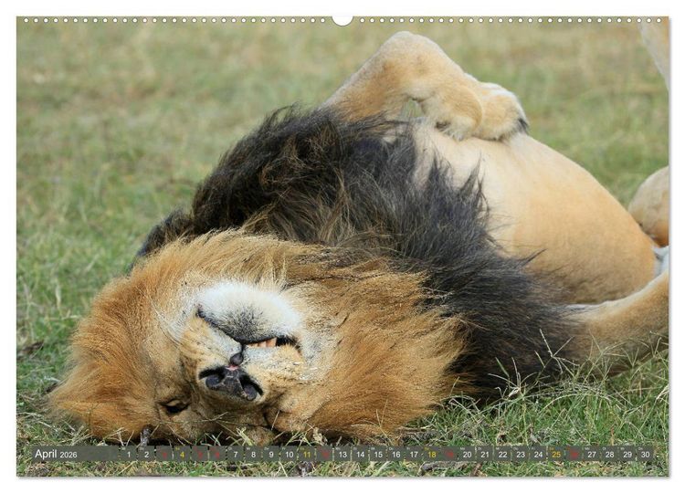 Produktbild: L&ouml;wen und Leoparden - Begegnungen in Afrika (Wandkalender 2026 DIN A2 quer), CALVENDO Monatskalender