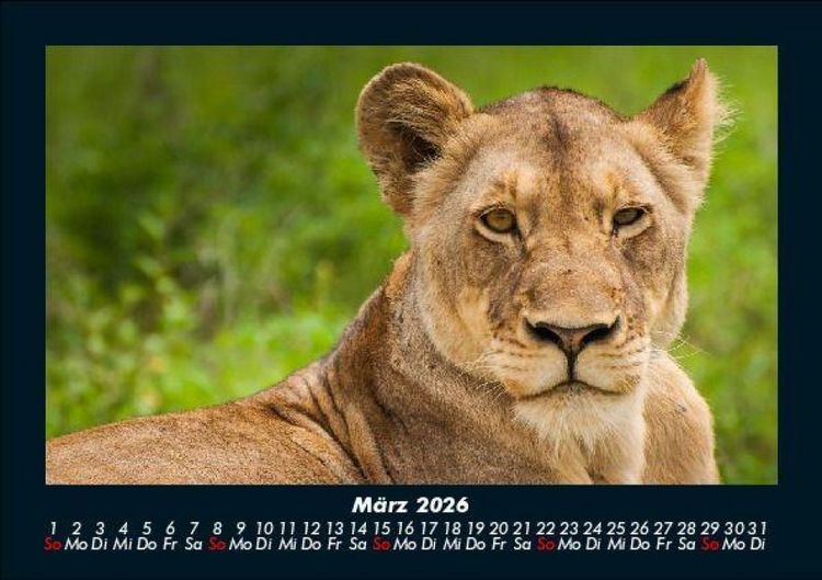 Produktbild: Tiere in der Wildnis 2026 Fotokalender DIN A5