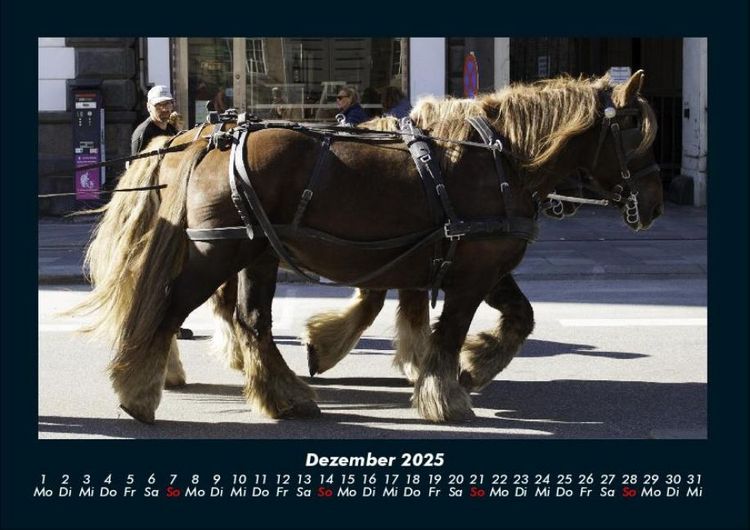 Produktbild: Die Welt der Pferde 2025 Fotokalender DIN A4