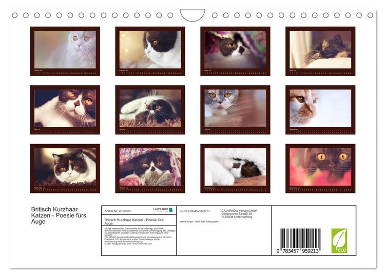 Produktbild: Britisch Kurzhaar Katzen - Poesie f&uuml;rs Auge (Wandkalender 2026 DIN A4 quer), CALVENDO Monatskalender