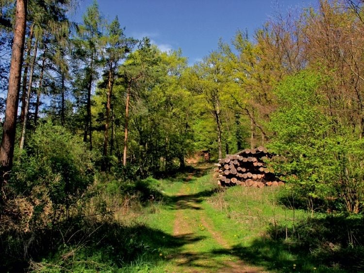 Produktbild: CALVENDO Puzzle Herrlicher Waldweg | 1000 Teile Lege-Gr&ouml;&szlig;e 64x48cm Foto-Puzzle f&uuml;r gl&uuml;ckliche Stunden