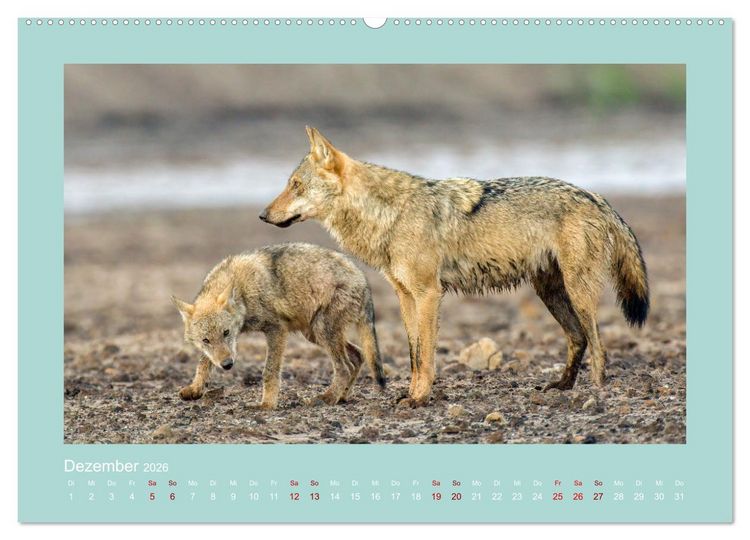 Produktbild: W&ouml;lfe, Impressionen aus der Lausitz (Wandkalender 2026 DIN A2 quer), CALVENDO Monatskalender