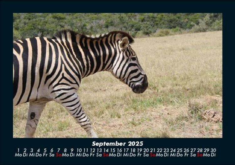 Produktbild: Welt der Tiere 2025 Fotokalender DIN A5