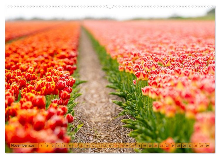 Produktbild: Tulpen - Hollands Stolz (hochwertiger Premium Wandkalender 2026 DIN A2 quer), Kunstdruck in Hochglanz