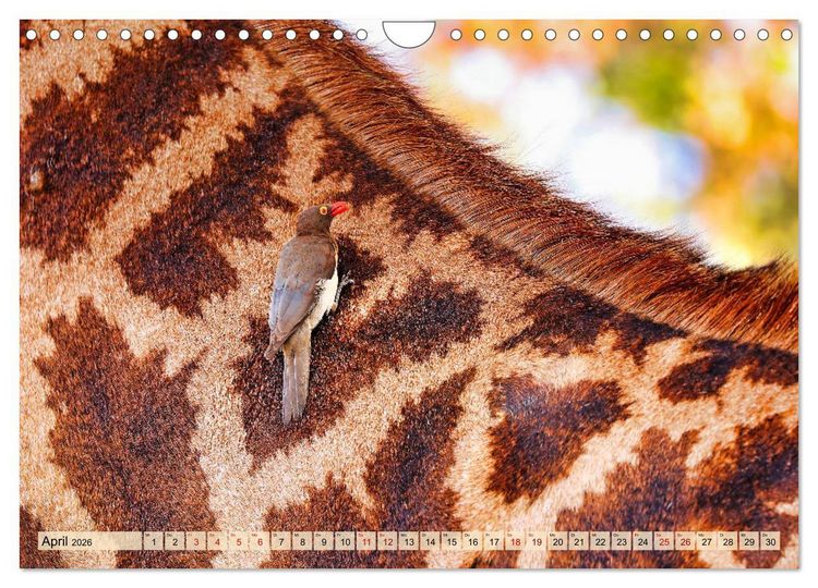 Produktbild: Afrikas Vogelwelt 2026 (Wandkalender 2026 DIN A4 quer), CALVENDO Monatskalender