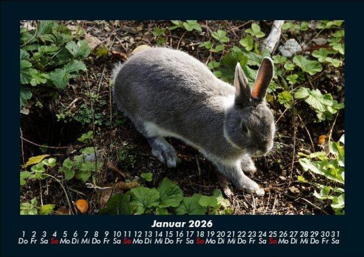 Produktbild: Haustierkalender 2026 Fotokalender DIN A5