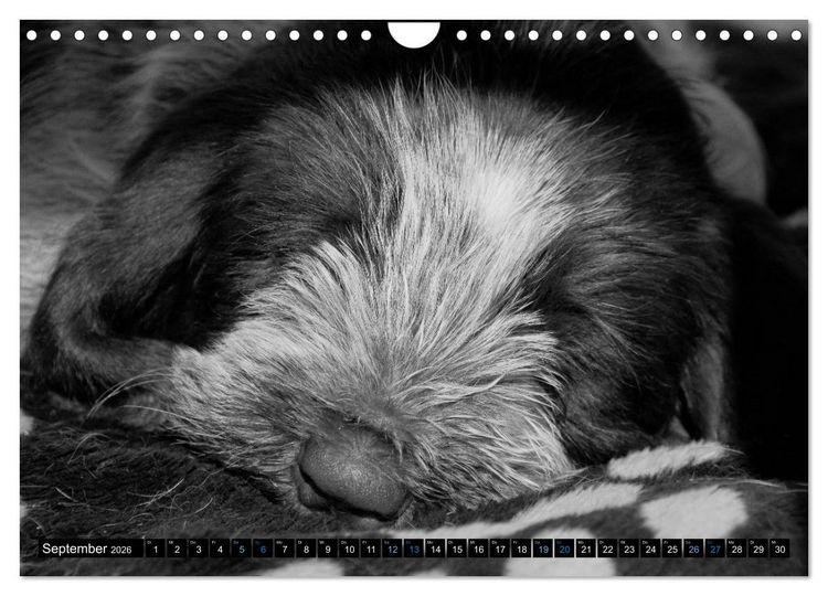 Produktbild: Carissimo Spinone Italiano (Wandkalender 2026 DIN A4 quer), CALVENDO Monatskalender