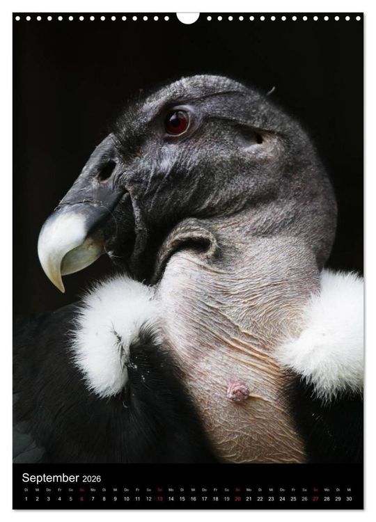 Produktbild: Greifv&ouml;gel im Portrait (Wandkalender 2026 DIN A3 hoch), CALVENDO Monatskalender