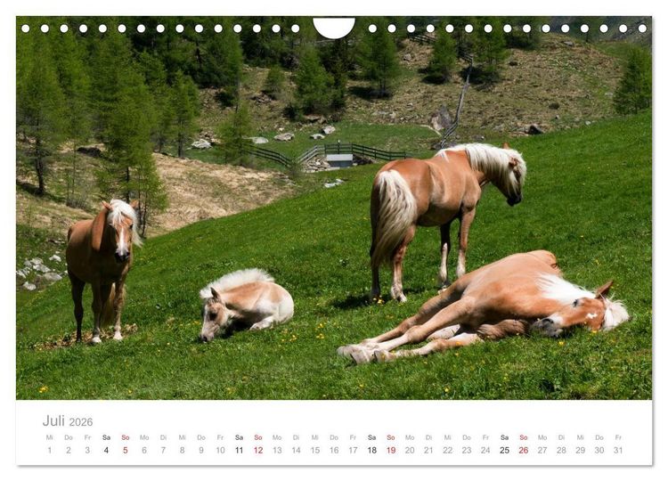 Produktbild: Tiere in Freiheit - Nutztiere auf der Alm (Wandkalender 2026 DIN A4 quer), CALVENDO Monatskalender