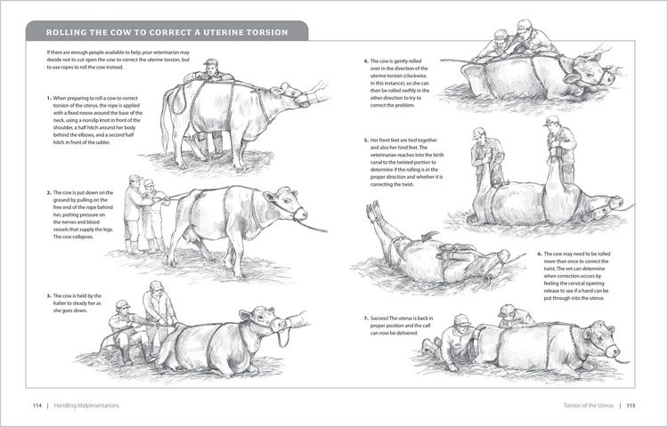Produktbild: Essential Guide to Calving