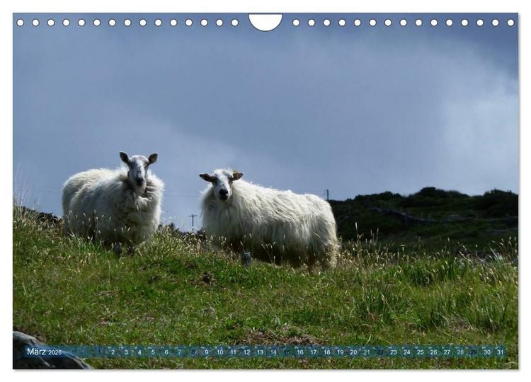Produktbild: Schafe - soweit das Auge reicht (Wandkalender 2026 DIN A4 quer), CALVENDO Monatskalender
