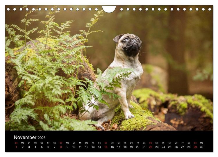 Produktbild: Berliner M&ouml;pse (Wandkalender 2026 DIN A4 quer), CALVENDO Monatskalender