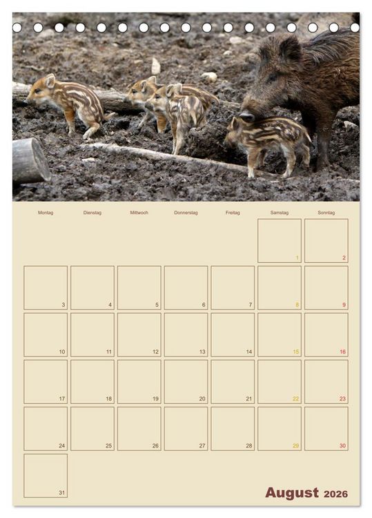 Produktbild: Wildschweine (Tischkalender 2026 DIN A5 hoch), CALVENDO Monatskalender