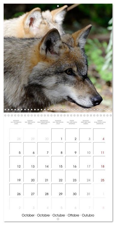 Produktbild: Wolves - fascinating wild animals (Wall Calendar 2026 12 &times; 12 Inch) CALVENDO 12 Month Wall Calendar