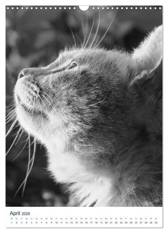 Produktbild: Wilde Katzen - Korsikas Samtpfoten (Wandkalender 2026 DIN A3 hoch), CALVENDO Monatskalender
