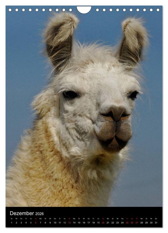 Produktbild: LAMAS (Wandkalender 2026 DIN A4 hoch), CALVENDO Monatskalender