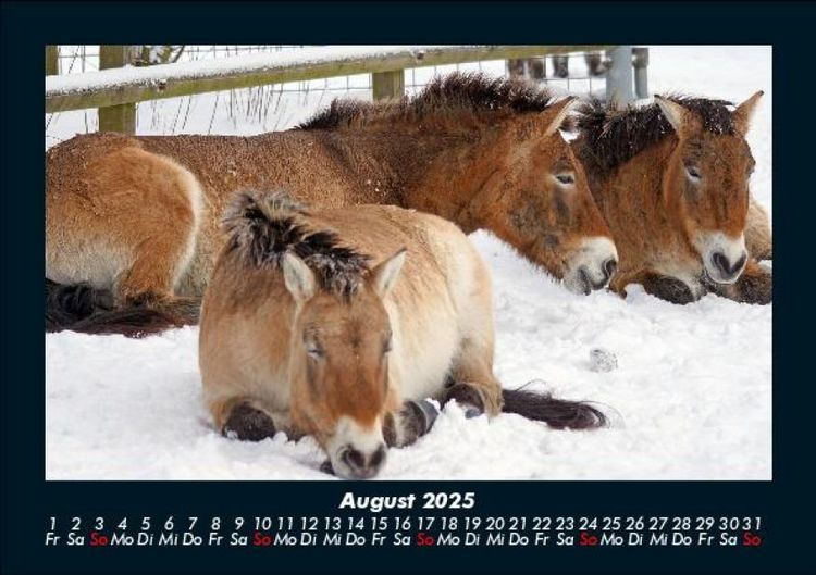 Produktbild: Pferde Kalender 2025 Fotokalender DIN A5