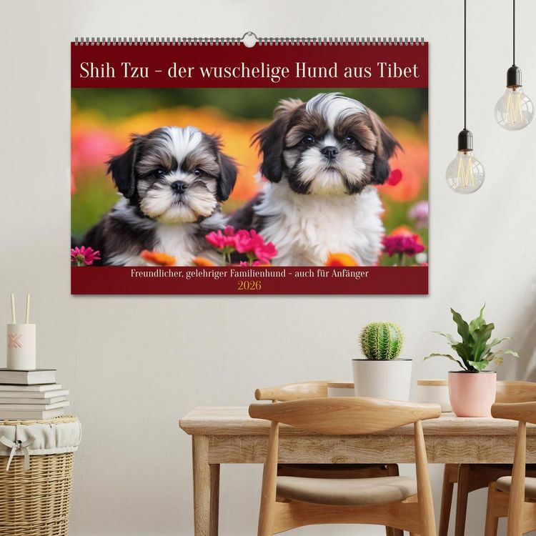 Produktbild: Shih Tzu - der wuschelige Hund aus Tibet (Wandkalender 2026 DIN A2 quer), CALVENDO Monatskalender