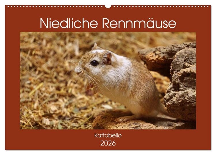 Produktbild: Niedliche Rennm&auml;use (Wandkalender 2026 DIN A2 quer), CALVENDO Monatskalender