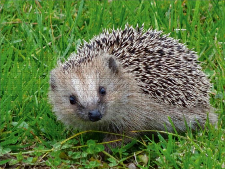 Produktbild: CALVENDO Puzzle Igel 1000 Teile Lege-Gr&ouml;&szlig;e 64 x 48 cm Foto-Puzzle Bild von Kattobello