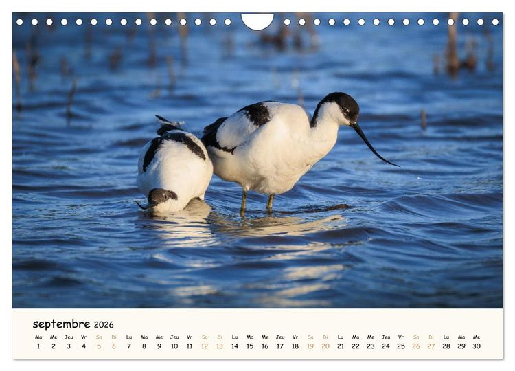 Produktbild: Chuchotements d'ailes - Une ann&eacute;e dans l'intimit&eacute; des oiseaux (Calendrier mural 2026 DIN A4 vertical), CALVENDO calendrier mensuel