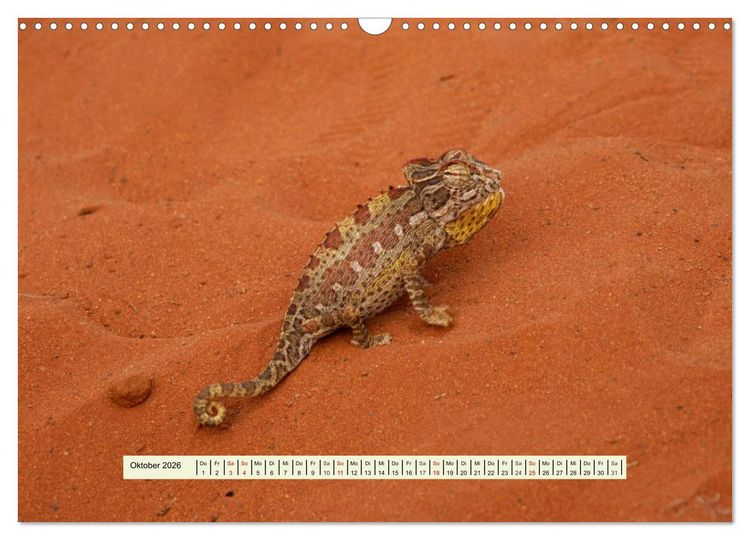 Produktbild: Reptilien des s&uuml;dlichen Afrikas (Wandkalender 2026 DIN A3 quer), CALVENDO Monatskalender