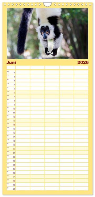 Produktbild: Familienplaner 2026 - Tierisch tolles Madagaskar - Cham&auml;leons, Lemuren und mehr mit 5 Spalten (Wandkalender, 21 x 45 cm) CALVENDO