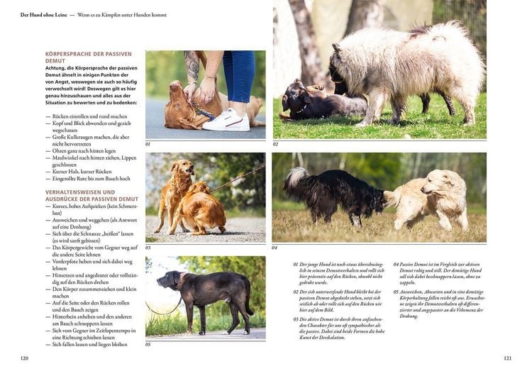 Produktbild: Hunde lesen lernen