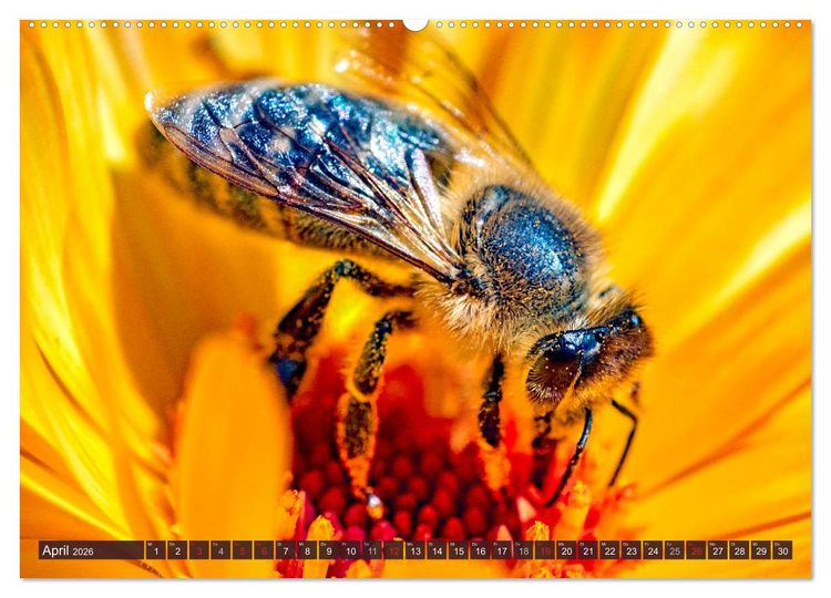 Produktbild: BIENEN - Kleine N&uuml;tzlinge ganz gro&szlig; (Wandkalender 2026 DIN A2 quer), CALVENDO Monatskalender