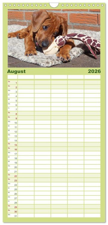 Produktbild: Familienplaner 2026 - Rhodesian Ridgeback - Jung, wild, zuckers&uuml;&szlig; mit 5 Spalten (Wandkalender, 21 x 45 cm) CALVENDO
