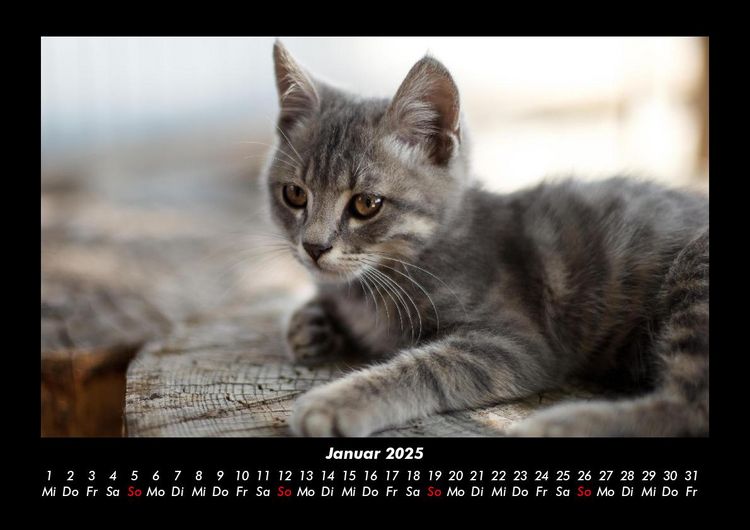 Produktbild: Welt der Tiere 2025 Fotokalender DIN A3