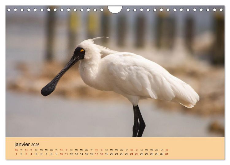 Produktbild: Oiseaux de Nouvelle-Z&eacute;lande (Calendrier mural 2026 DIN A4 vertical), CALVENDO calendrier mensuel