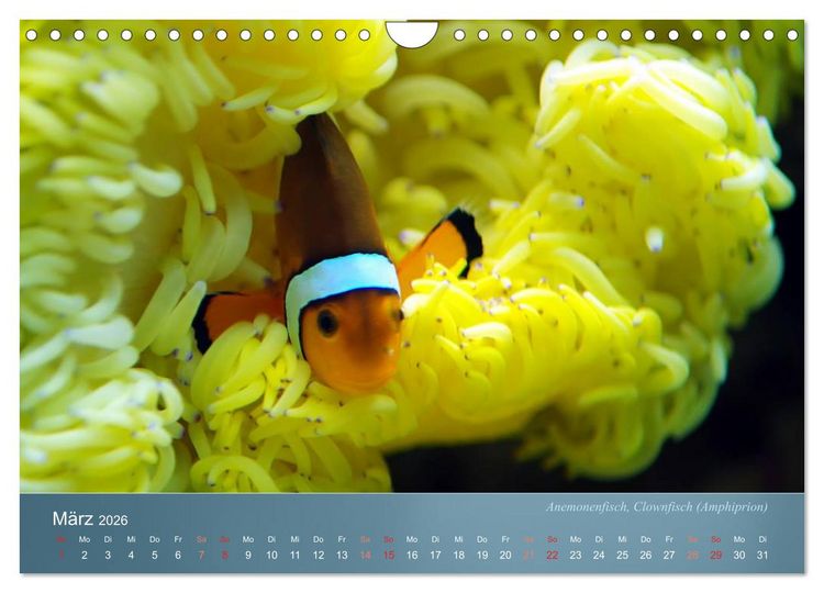 Produktbild: Bunte Riffbewohner - Fische, Anemonen und noch viel mehr (Wandkalender 2026 DIN A4 quer), CALVENDO Monatskalender