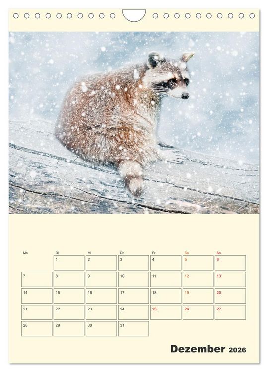 Produktbild: Drolliger Waschb&auml;r (Wandkalender 2026 DIN A4 hoch), CALVENDO Monatskalender