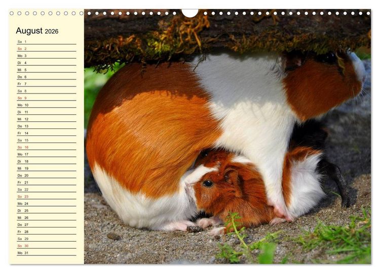 Produktbild: Meerschweinchen. Geliebte Nager (Wandkalender 2026 DIN A3 quer), CALVENDO Monatskalender