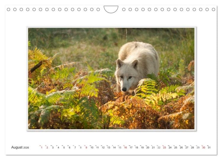 Produktbild: Emotionale Momente: Polarw&ouml;lfe. / CH-Version (Wandkalender 2026 DIN A4 quer), CALVENDO Monatskalender