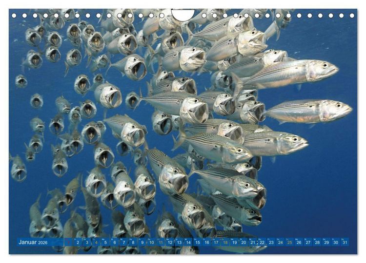 Produktbild: Planet Wasser: Von wegen Planet Erde (Wandkalender 2026 DIN A4 quer), CALVENDO Monatskalender
