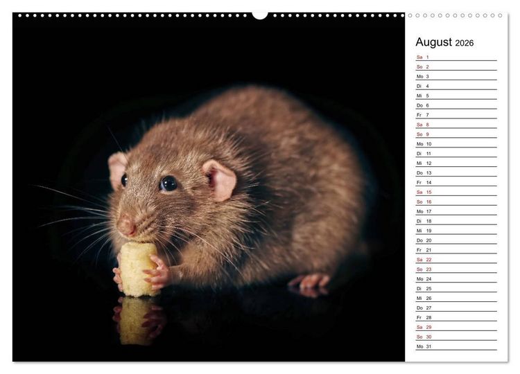 Produktbild: Ratten. Kleine Nager, gro&szlig;es Herz. (hochwertiger Premium Wandkalender 2026 DIN A2 quer), Kunstdruck in Hochglanz