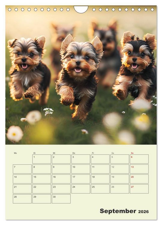 Produktbild: Yorkshire Terrier. Fr&ouml;hliche Energieb&uuml;ndel in Aktion (Wandkalender 2026 DIN A4 hoch), CALVENDO Monatskalender