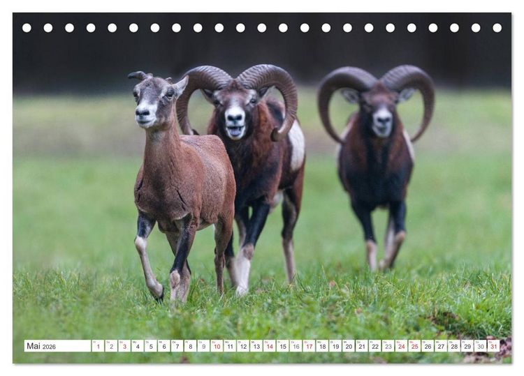 Produktbild: Emotionale Momente: Muffelwild. (Tischkalender 2026 DIN A5 quer), CALVENDO Monatskalender
